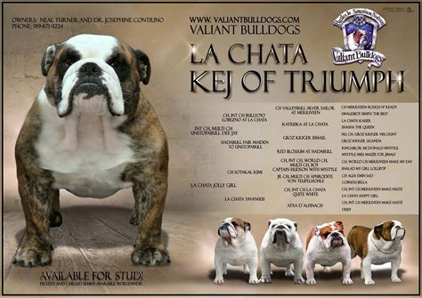 La chata bulldog La Chata Albal: Breed: BULLDOG: Residence country: Not available: Dog prefix: Owner prefix: Gender: Female: Date of birth: Awards: Owner email: Inbreeding Coefficient (IC):